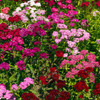 Sweet William Dianthus Single Mix (Dianthus barbatus)