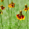 Mexican Hat - Red Midget (Ratibida columnifera)