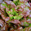 Marvel of Four Seasons Lettuce (Lactuca sativa)