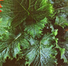 Southern Giant Curled Mustard Greens (Brassica juncea)