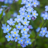 Forget Me Not (Myosotis alpestris)