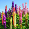Russell's Extra Choice Lupine Mix (Lupinus polyphyllus)