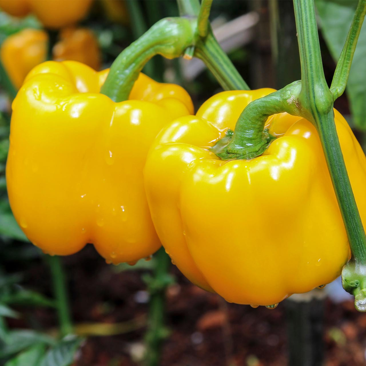 Organic Golden California Wonder Pepper (Capsicum annuum) Annie's