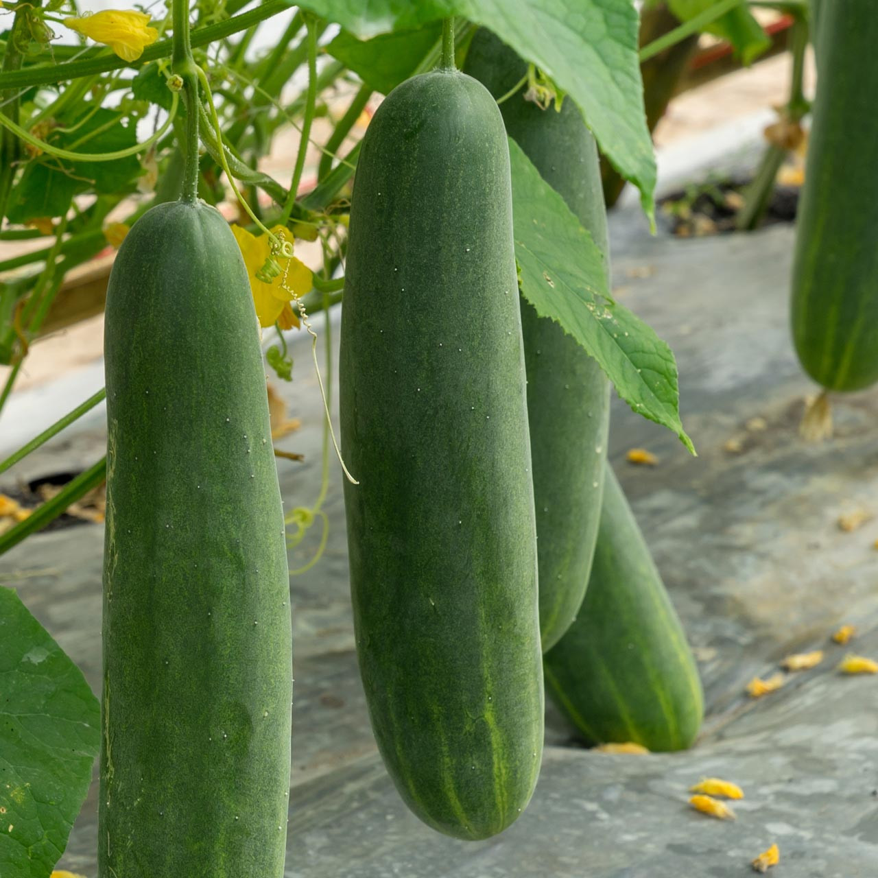 Marketmore 76 Cucumber (Cucumis sativus) Annie's Heirloom Seeds