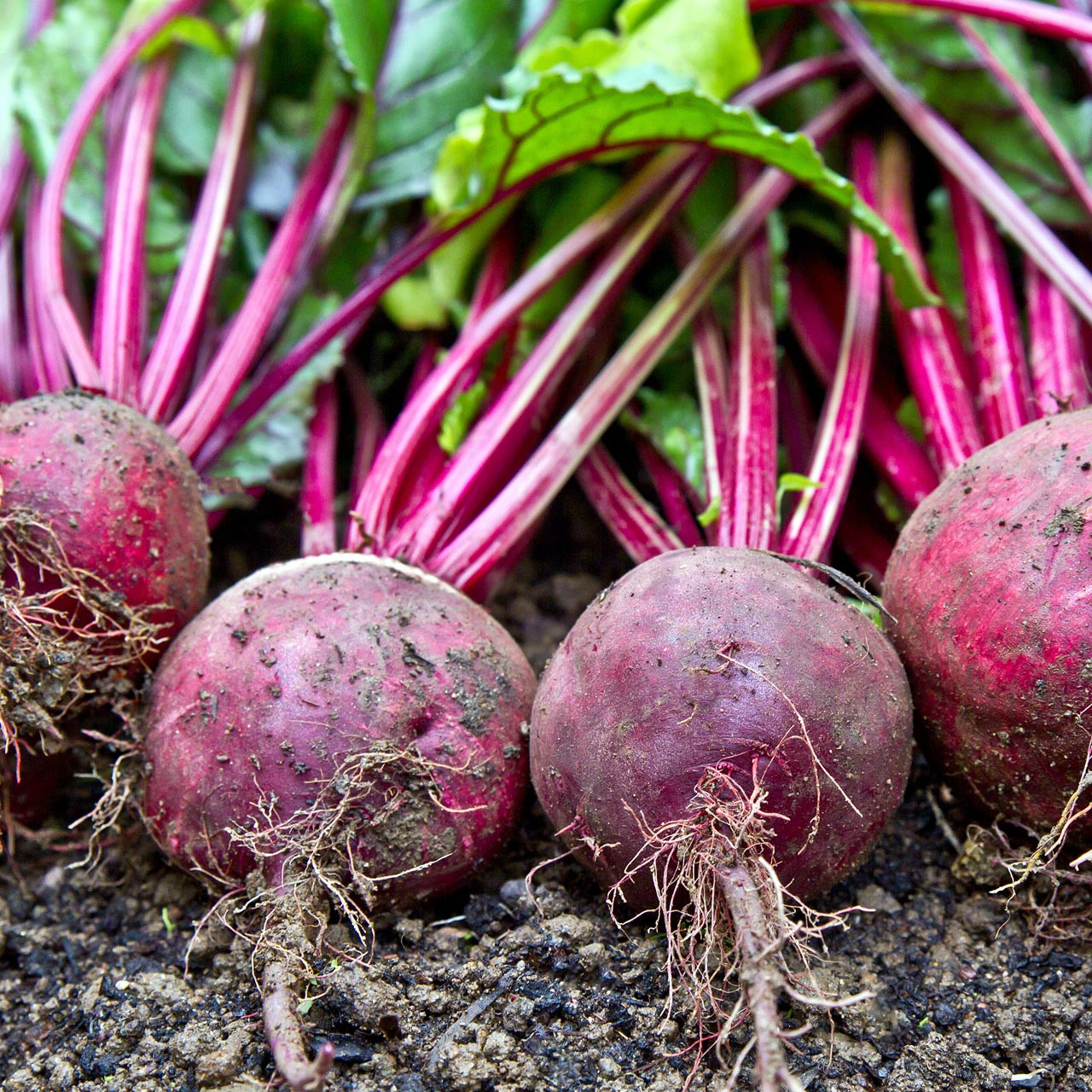 Crosby Egyptian Beet (Beta vulgaris) Annie's Heirloom Seeds