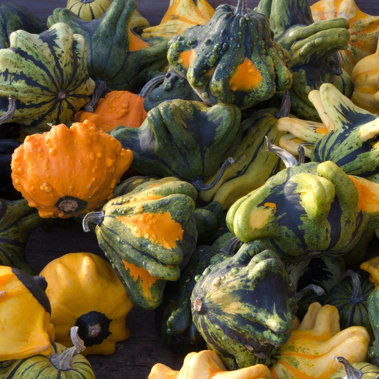 Crown of Thorns Gourd (Cucurbita pepo) Annie #39 s Heirloom Seeds Crown of Thorns Gourd (Cucurbita pepo) Annie #39 s Heirloom Seeds