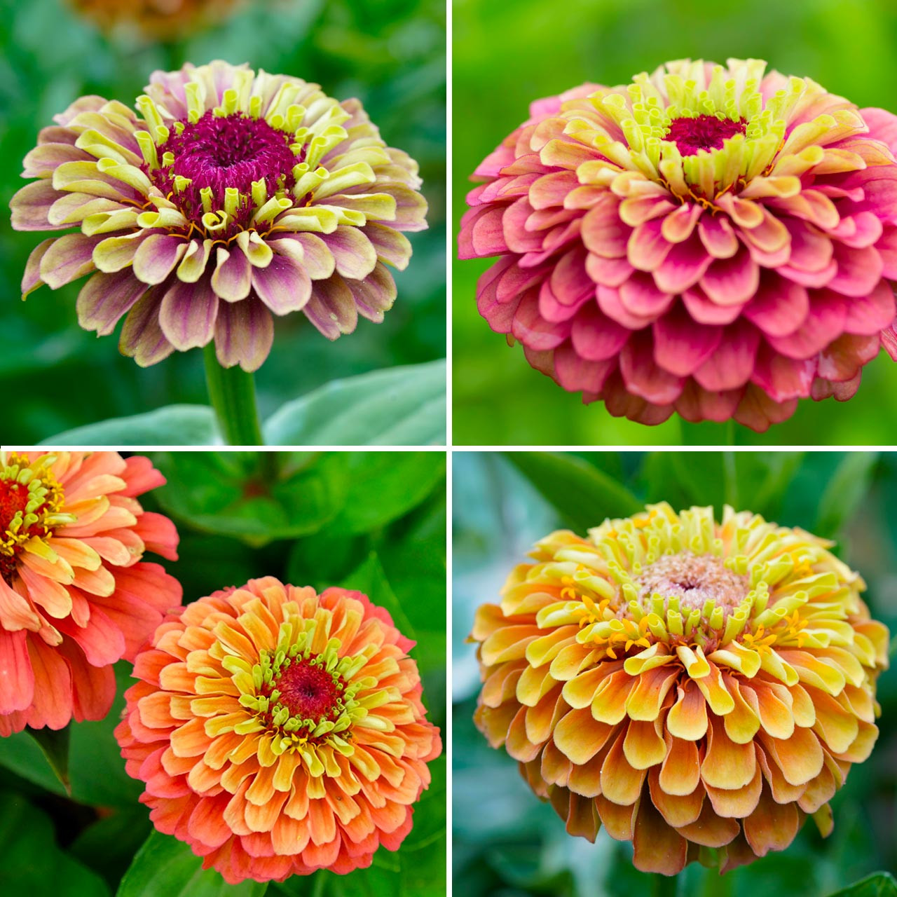 Annie’s Queeny Zinnia Mix (Zinnia elegans) Annie's Heirloom Seeds