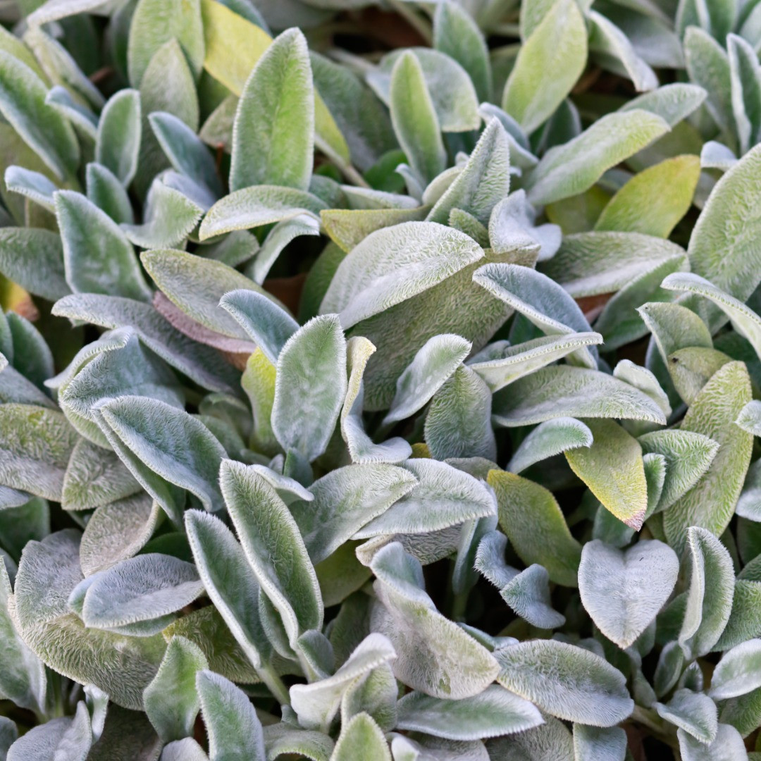 Woolly Lamb’s Ear (Stachys byzantina) Annie's Heirloom Seeds