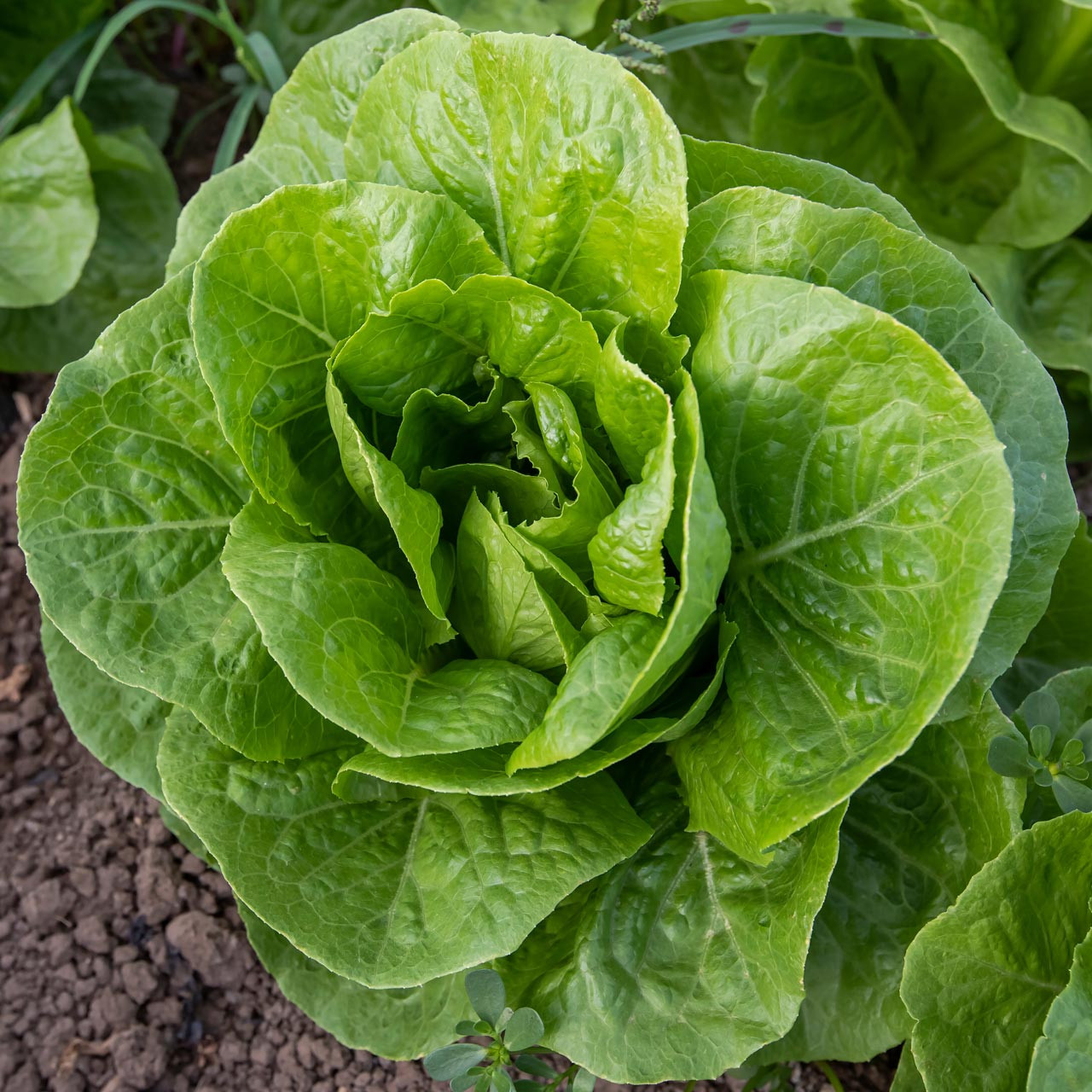 Organic Jericho Lettuce (Lactuca sativa) Annie's Heirloom Seeds