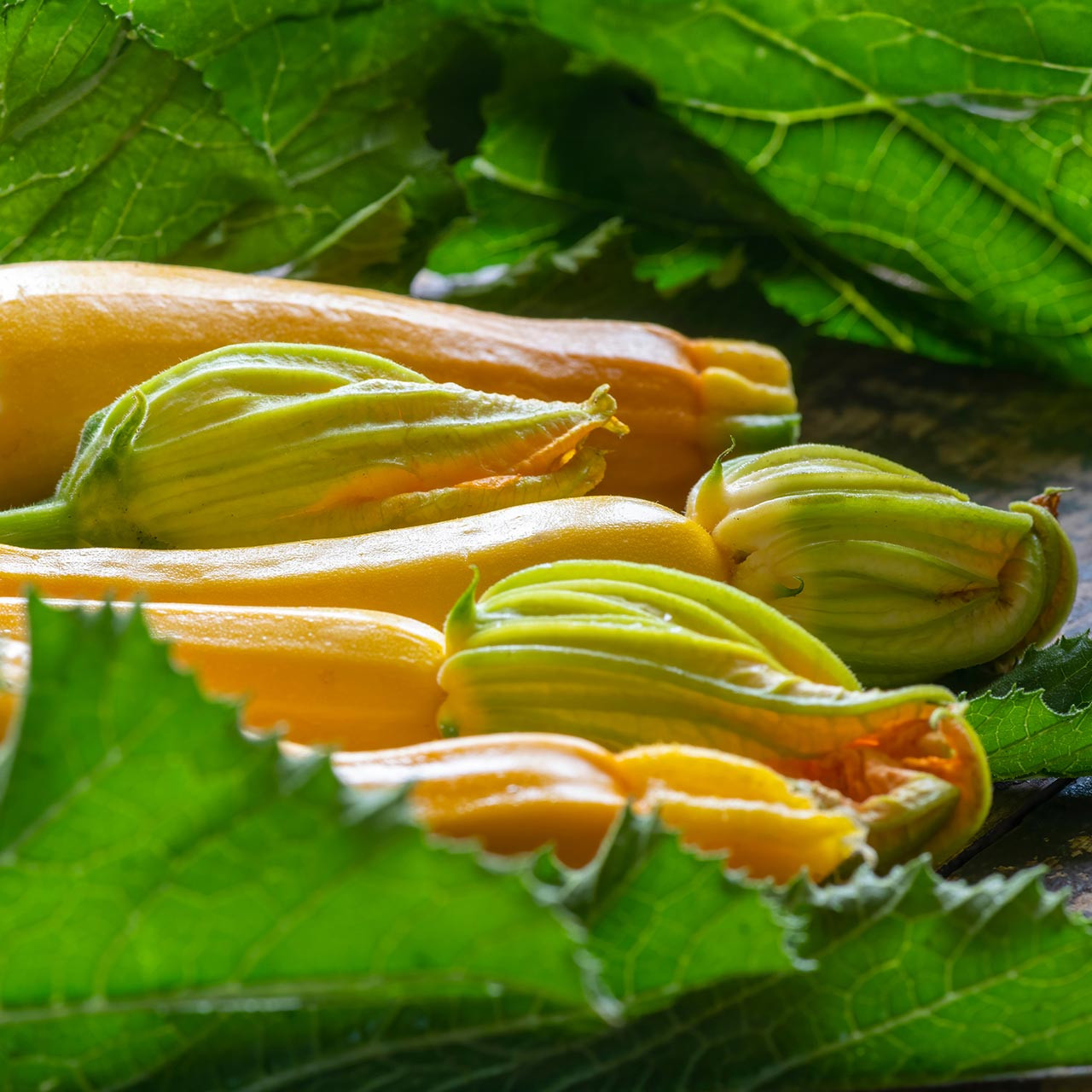 Semi Zucchino Cocozelle Di Tripolis - Circa 5 Semi Non Ibridi - Foto 4