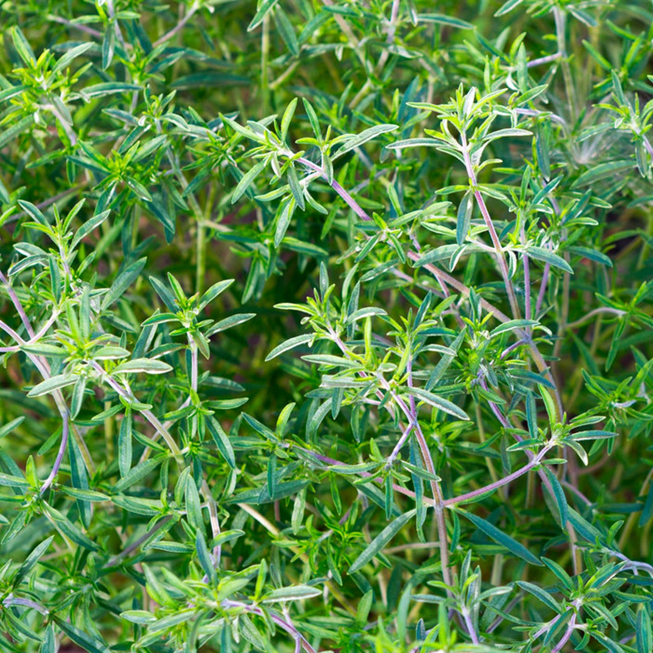 Summer Savory (Satureja hortensis)