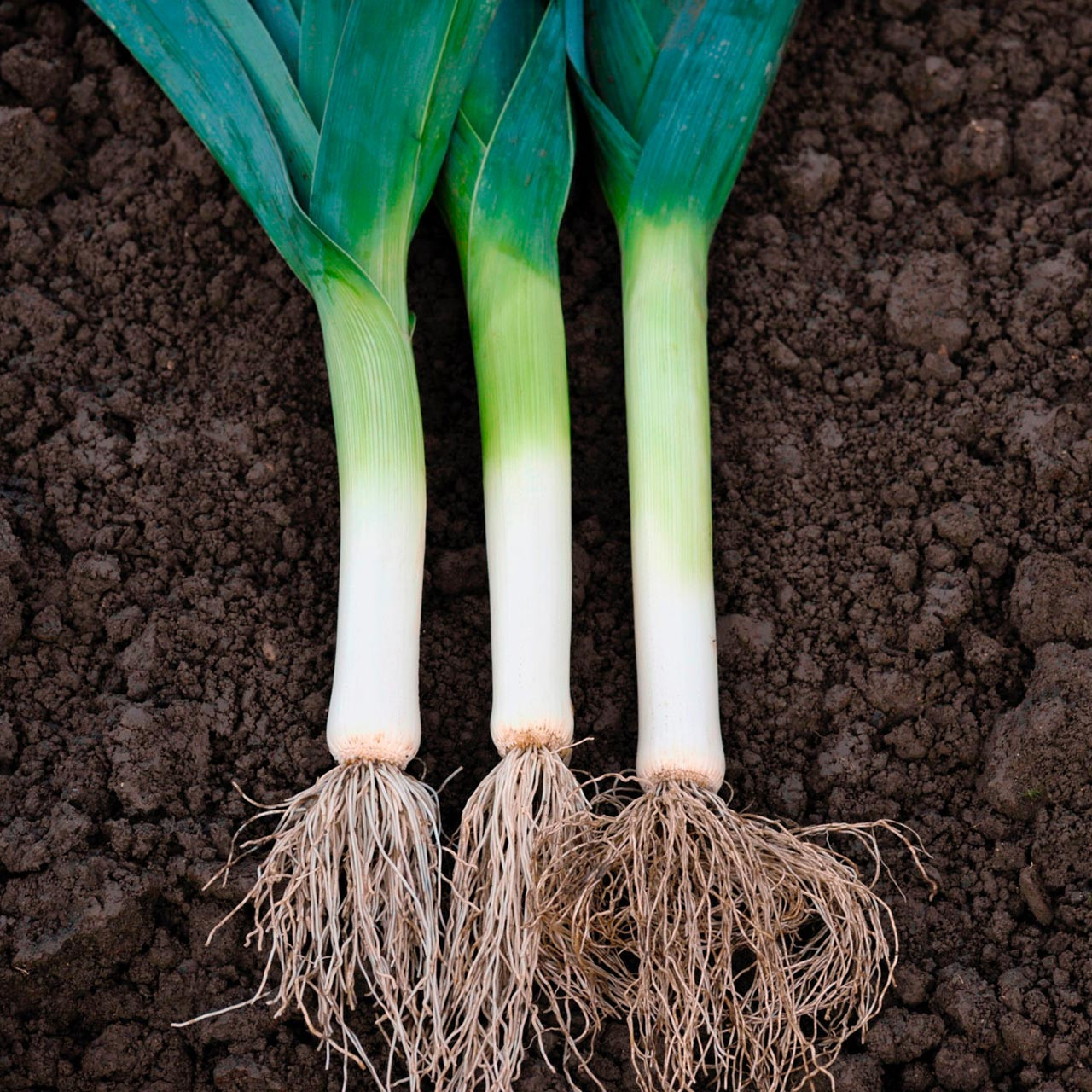 Carentan Leek (Allium porrum)