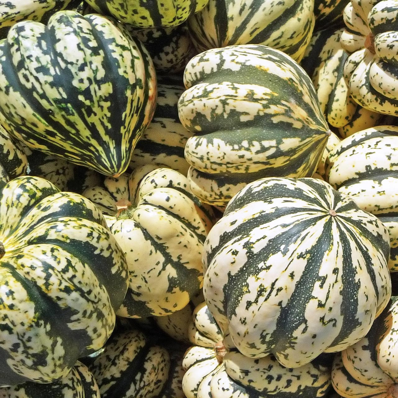 Sweet Dumpling Squash (Cucurbita pepo)