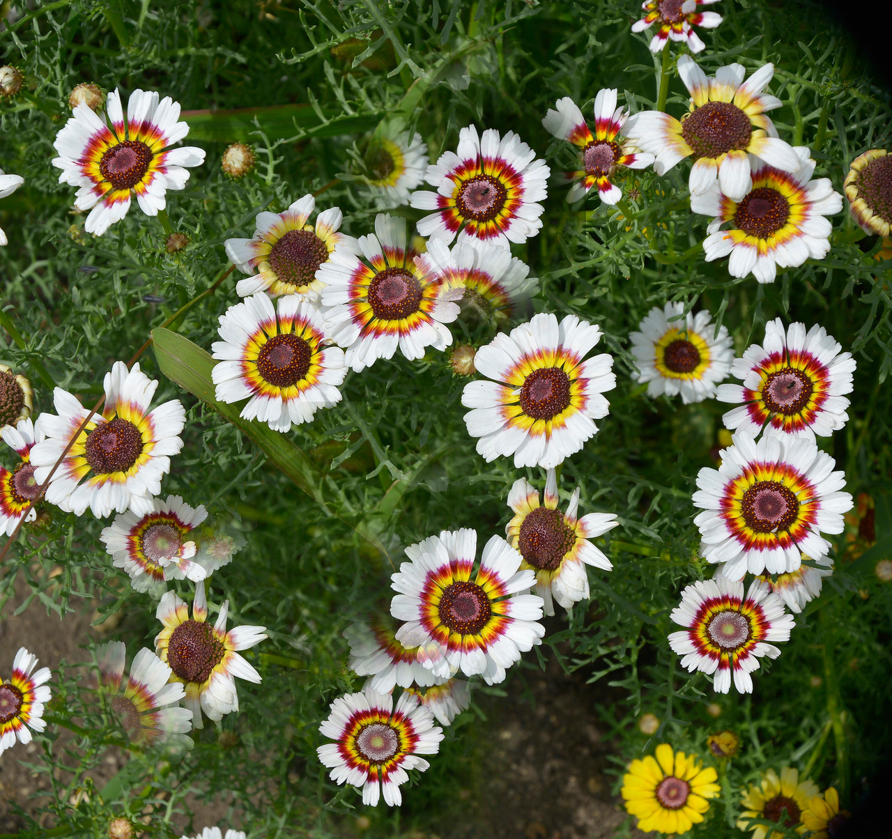 Painted Daisy (Tanacetum coccineum)