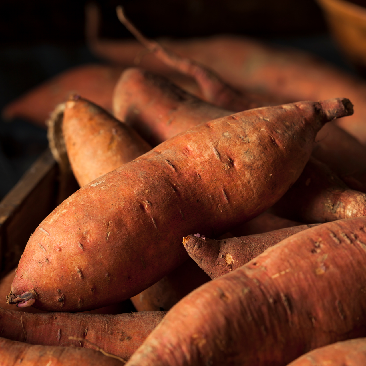 Centennial Sweet Potato  Slip (Ipomoea batatas) -  April to June Shipping