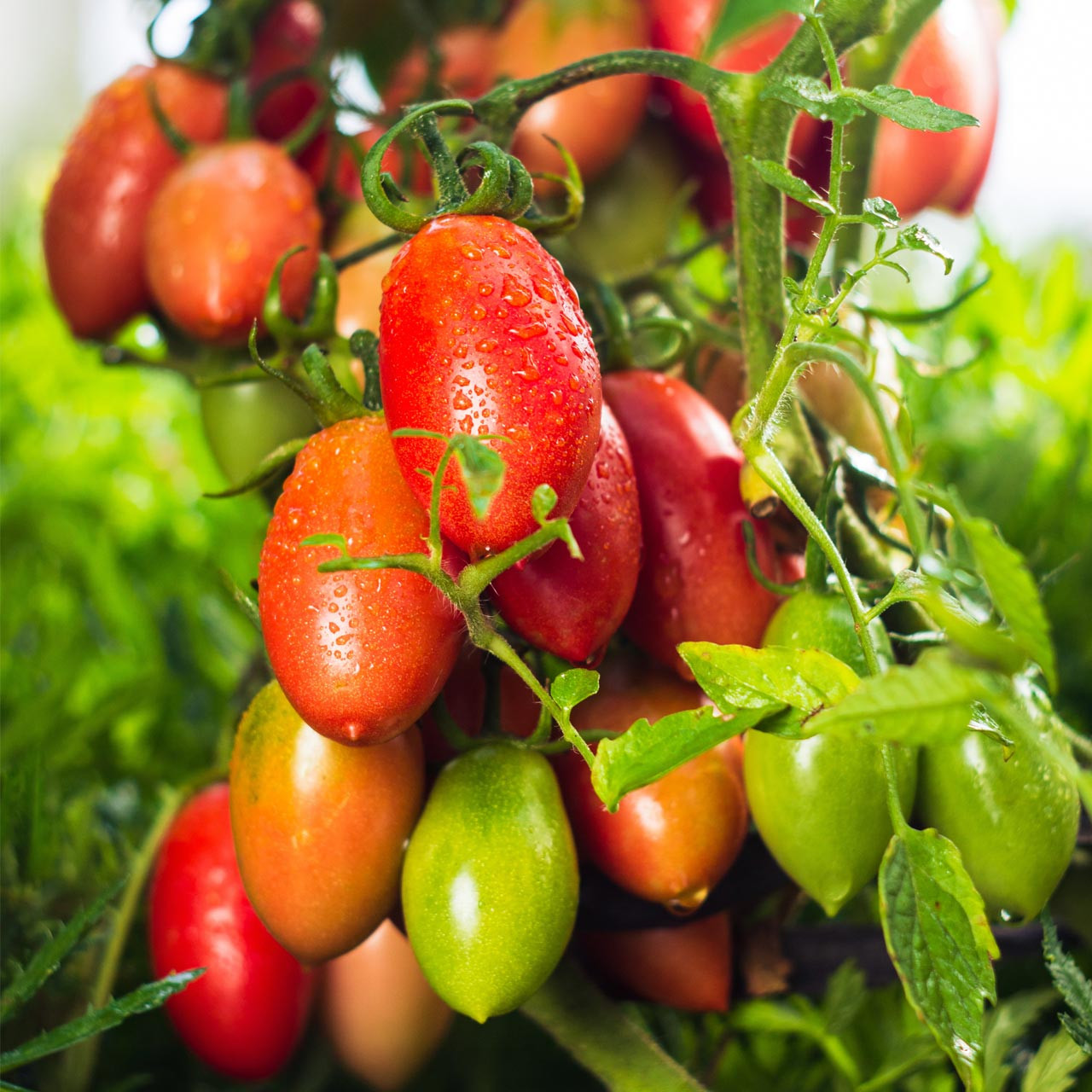 Organic Amish Paste Tomato (Solanum lycopersicum)