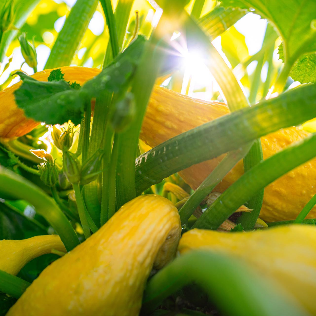 Organic Yellow Crookneck Squash (Cucurbita pepo)