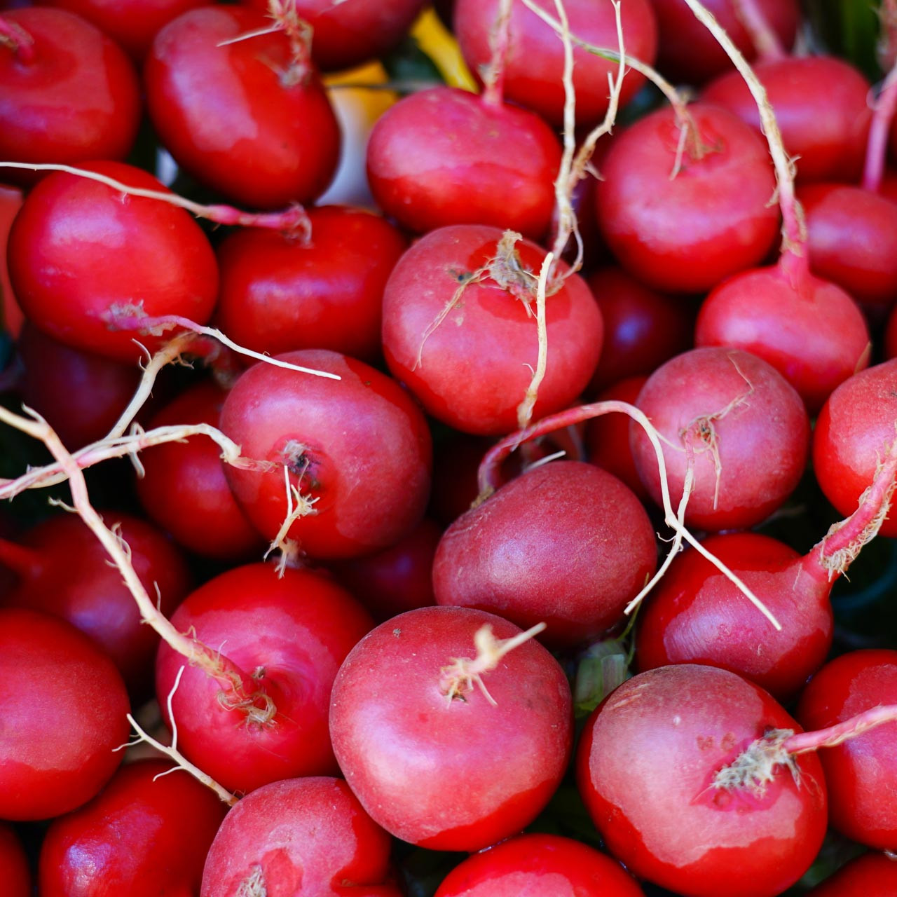 Organic Cherry Belle Radish (Raphanus sativus)