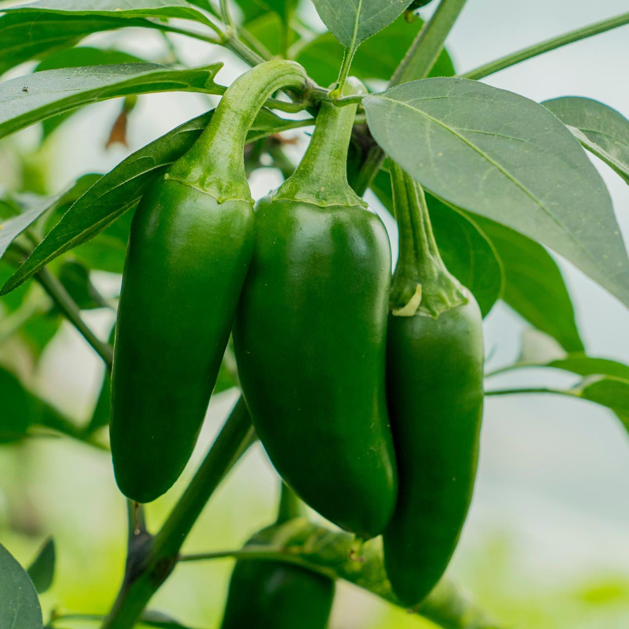 Image of Jalapeno pepper early summer