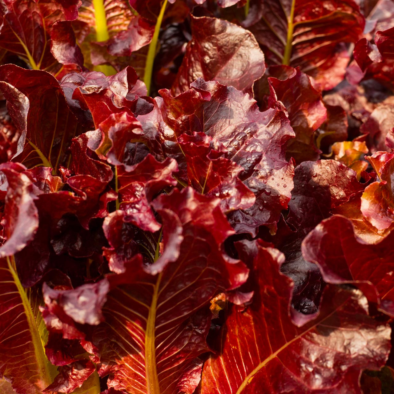 Organic Red Salad Bowl Lettuce (Lactuca sativa)