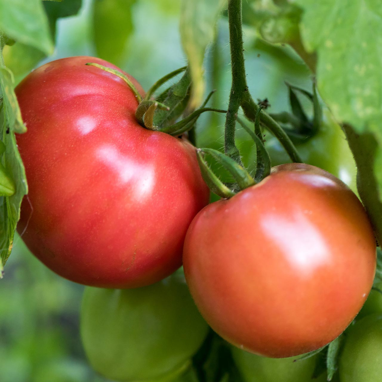 Organic German Johnson Tomato (Solanum lycopersicum)