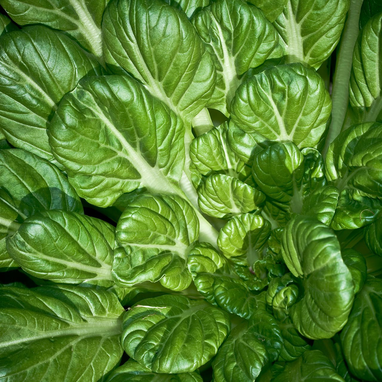 Organic Tatsoi Bok Choy (Brassica rapa)