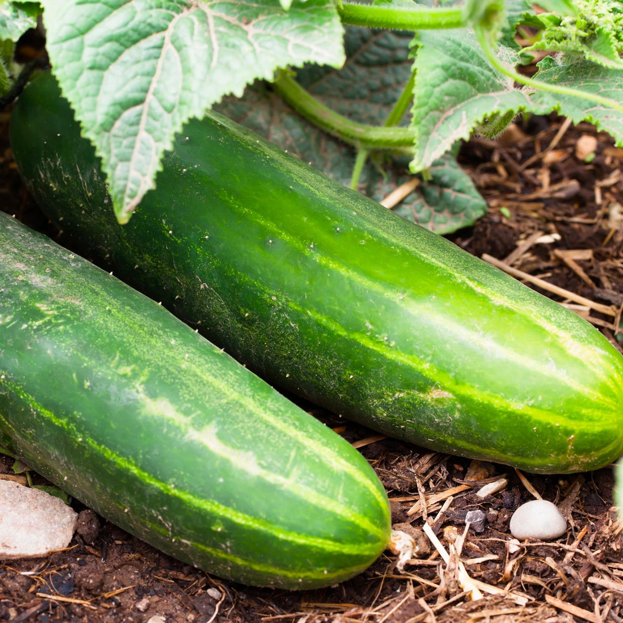 Ashley Cucumber (Cucumis sativus)