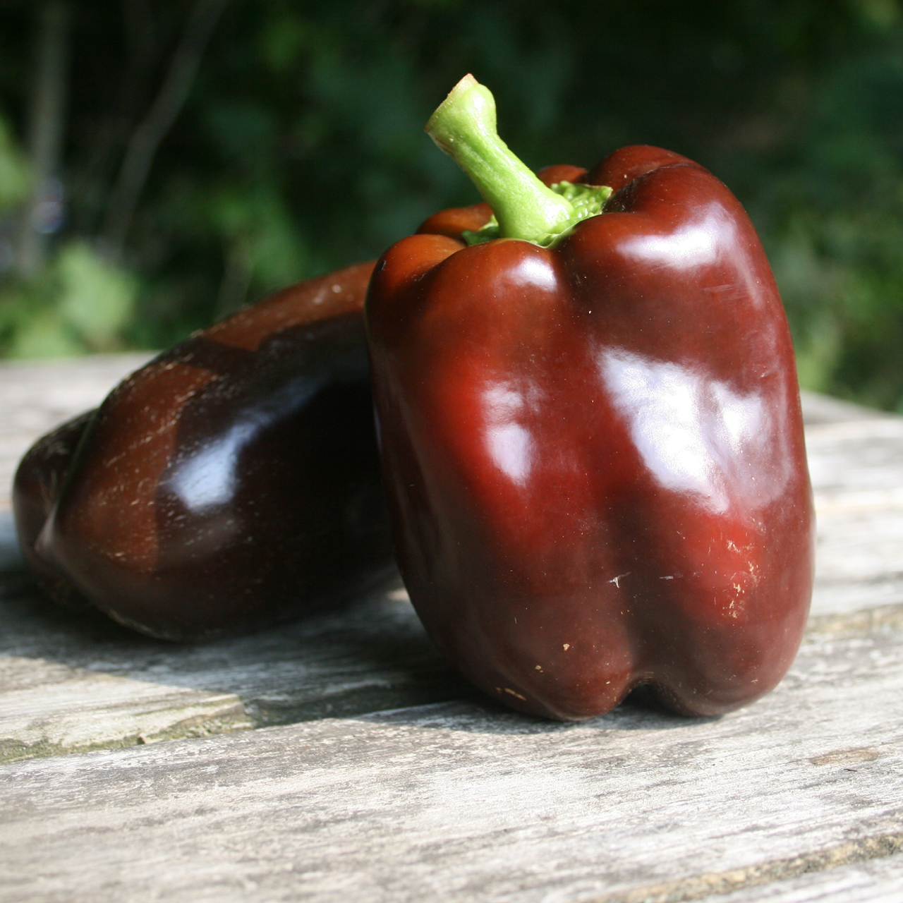Chocolate Bell Pepper - Annie's Heirloom Seeds