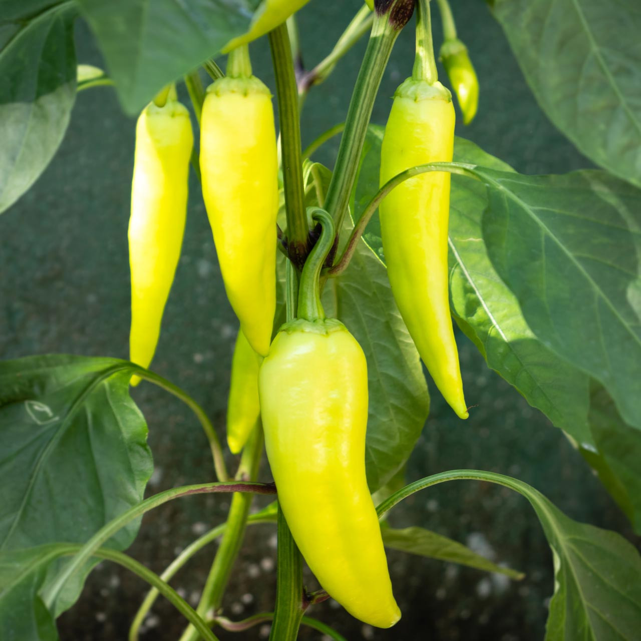 Sweet Banana Pepper (Capsicum annuum)