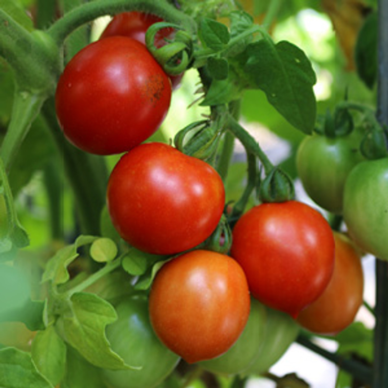 Beefsteak Tomato (Solanum lycopersicum)