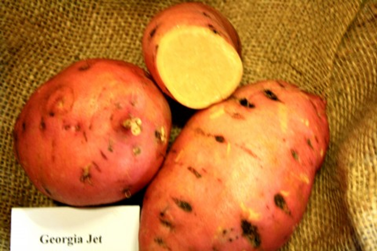 Georgia Jet Sweet Potato Slips (Ipomoea batatas) -  April to June Shipping