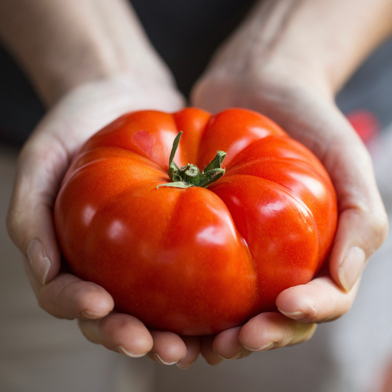 Organic Mortgage Lifter Tomato (Solanum lycopersicum)