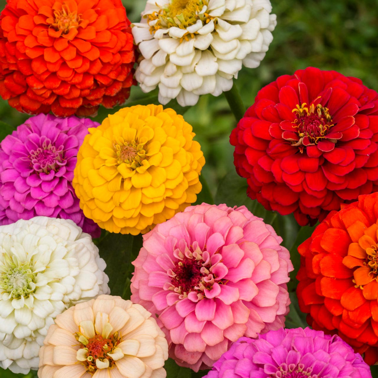 Pompon Cut and Come Again Zinnia Mix (Zinnia pumila)