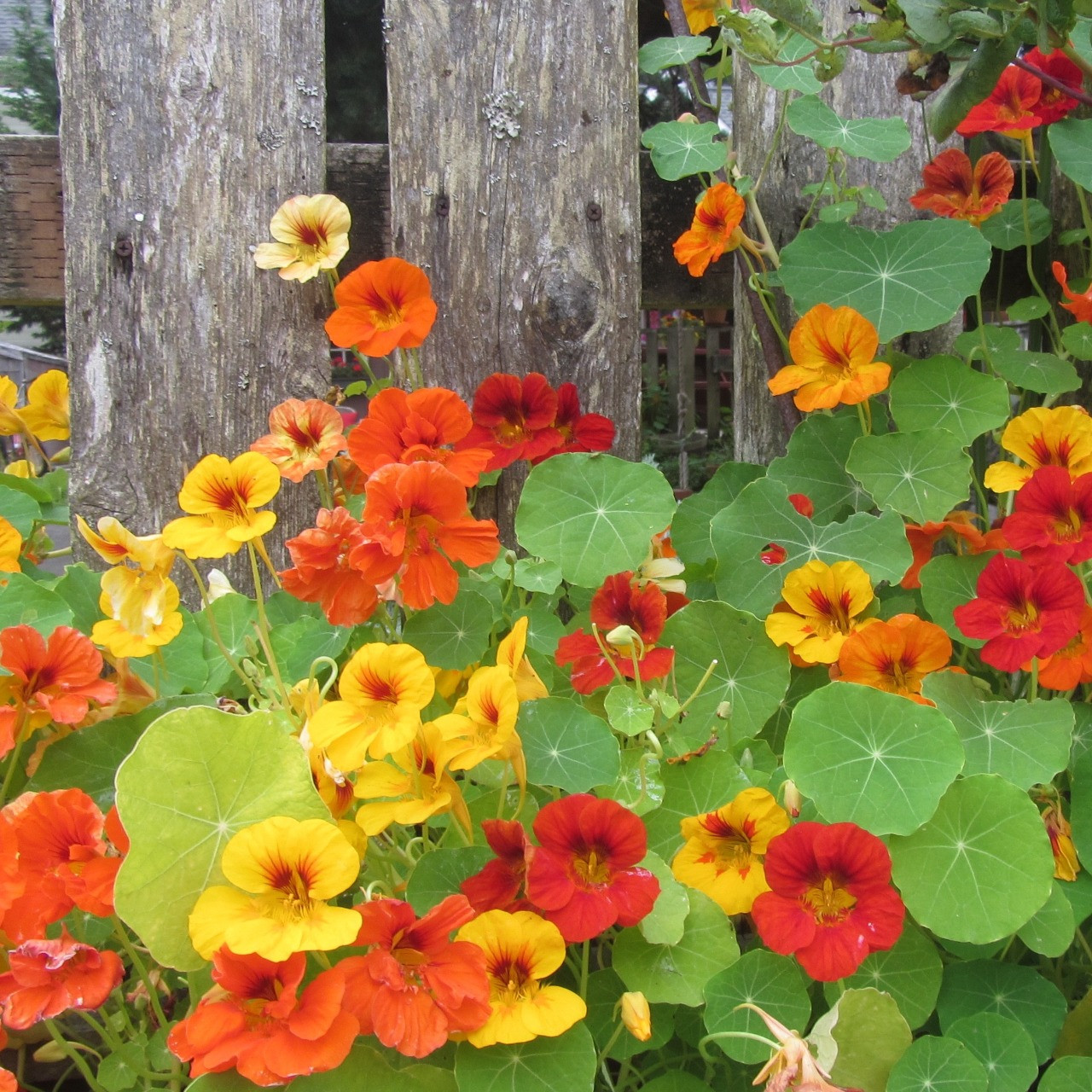 Glorious Gleam Nasturtium (Tropaeolum majus & minus)