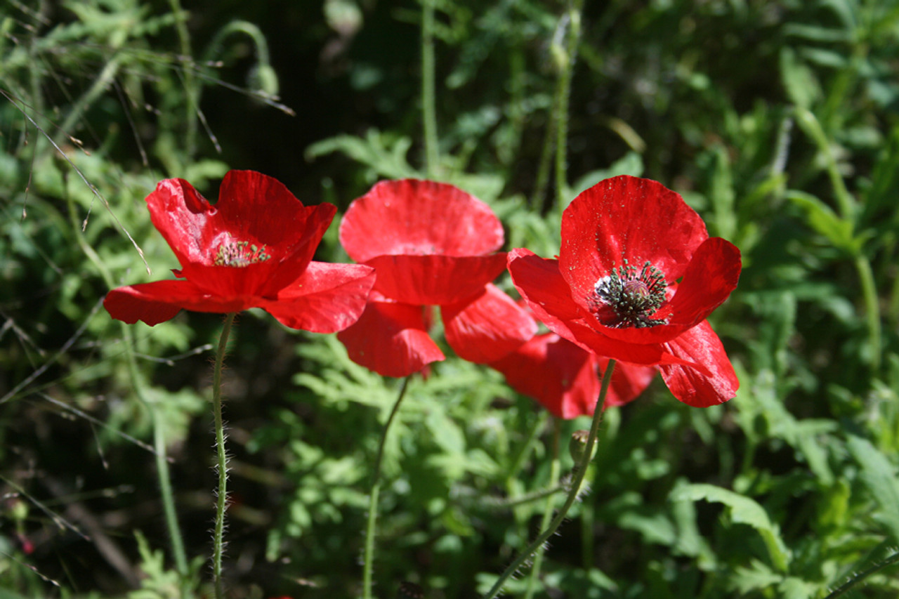 American Legion Poppy (Papaver rhoeas)