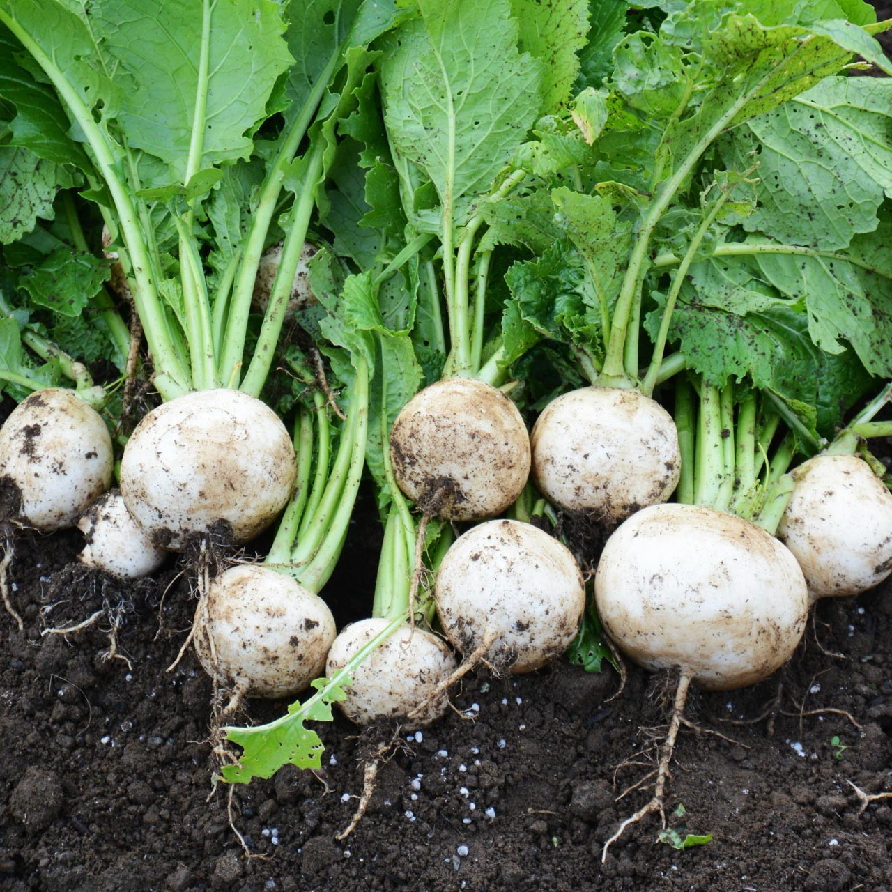 Snowball Turnip (Brassica rapa)