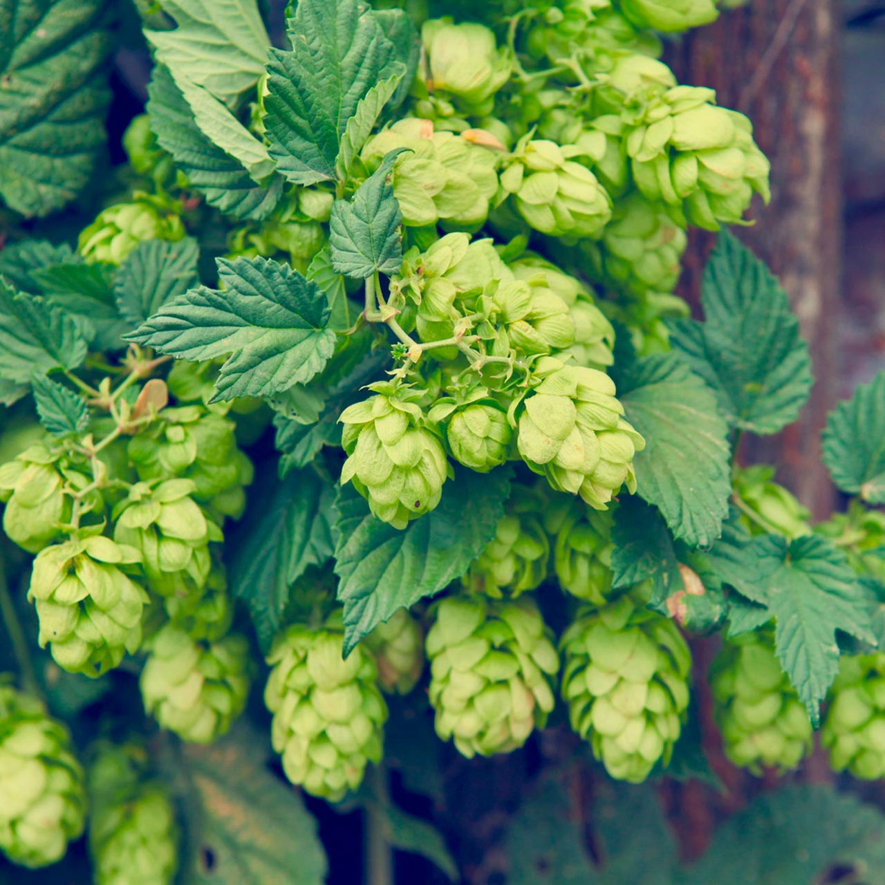 Hops (Humulus lupulus)