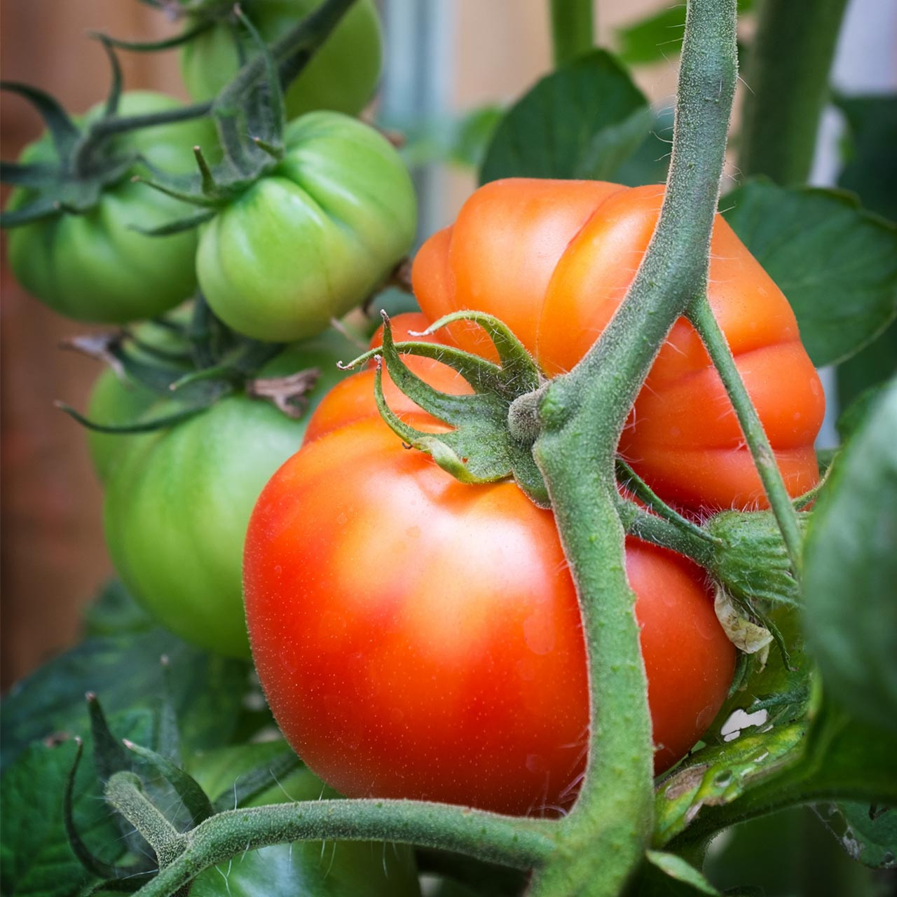 Beefsteak Tomato (Solanum lycopersicum)