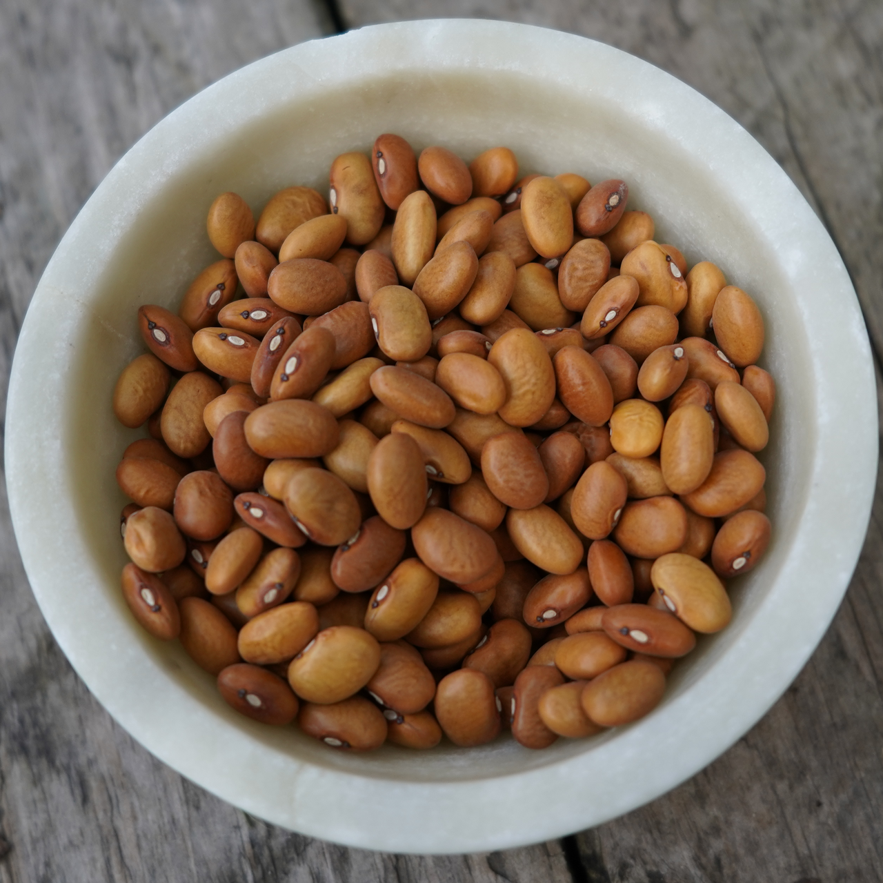 Yellow Indian Woman Bean (Phaseolus vulgaris)