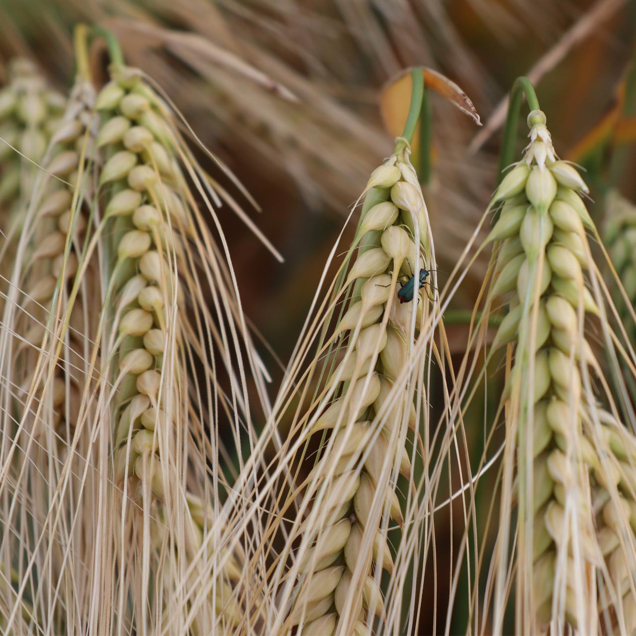 Organic Einkorn Wheat (Triticum monococcum)