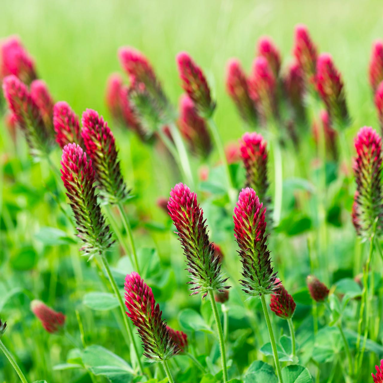 Crimson Clover (Trifolium incarnatum)