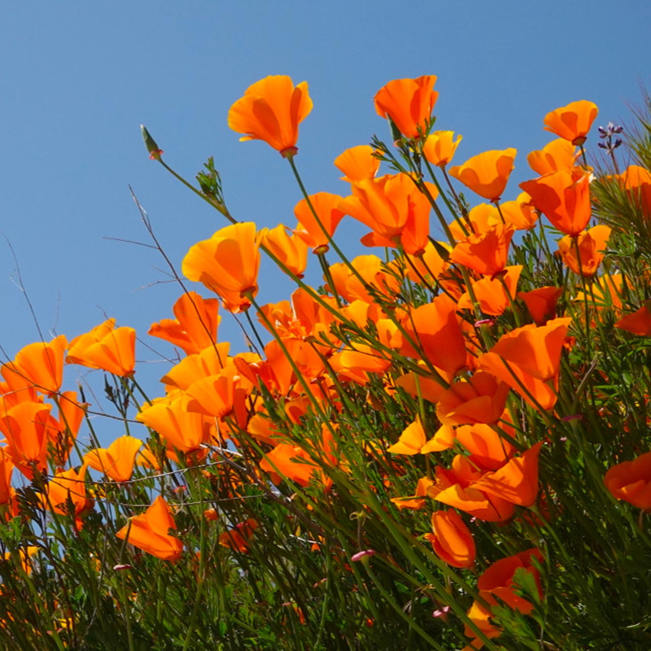 California Orange Poppy (Eschscholzia californica)