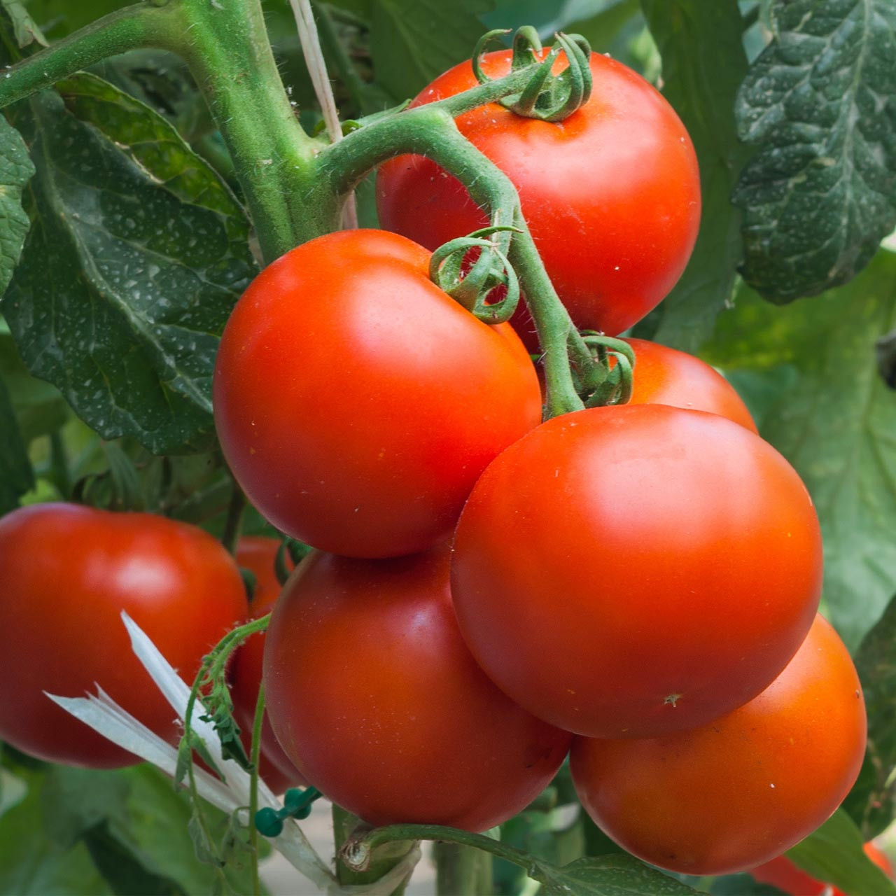 Organic Super Sioux Tomato (Solanum lycopersicum) 
