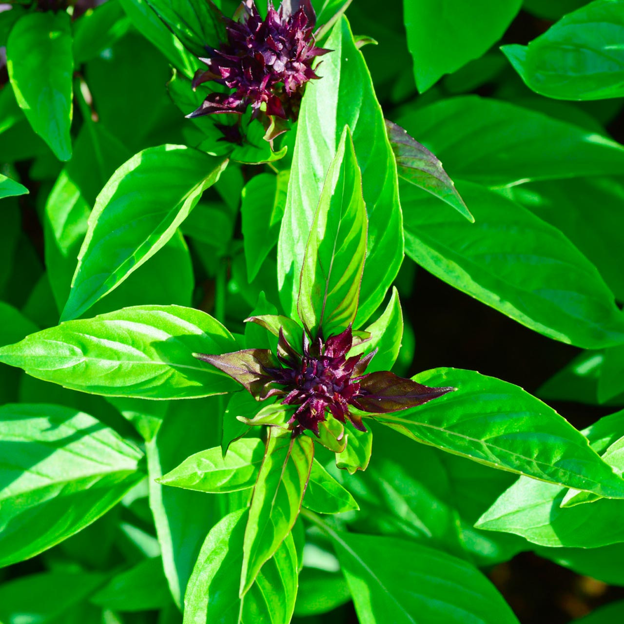 Organic Thai Basil Ocimum basilicum Annie s Heirloom Seeds