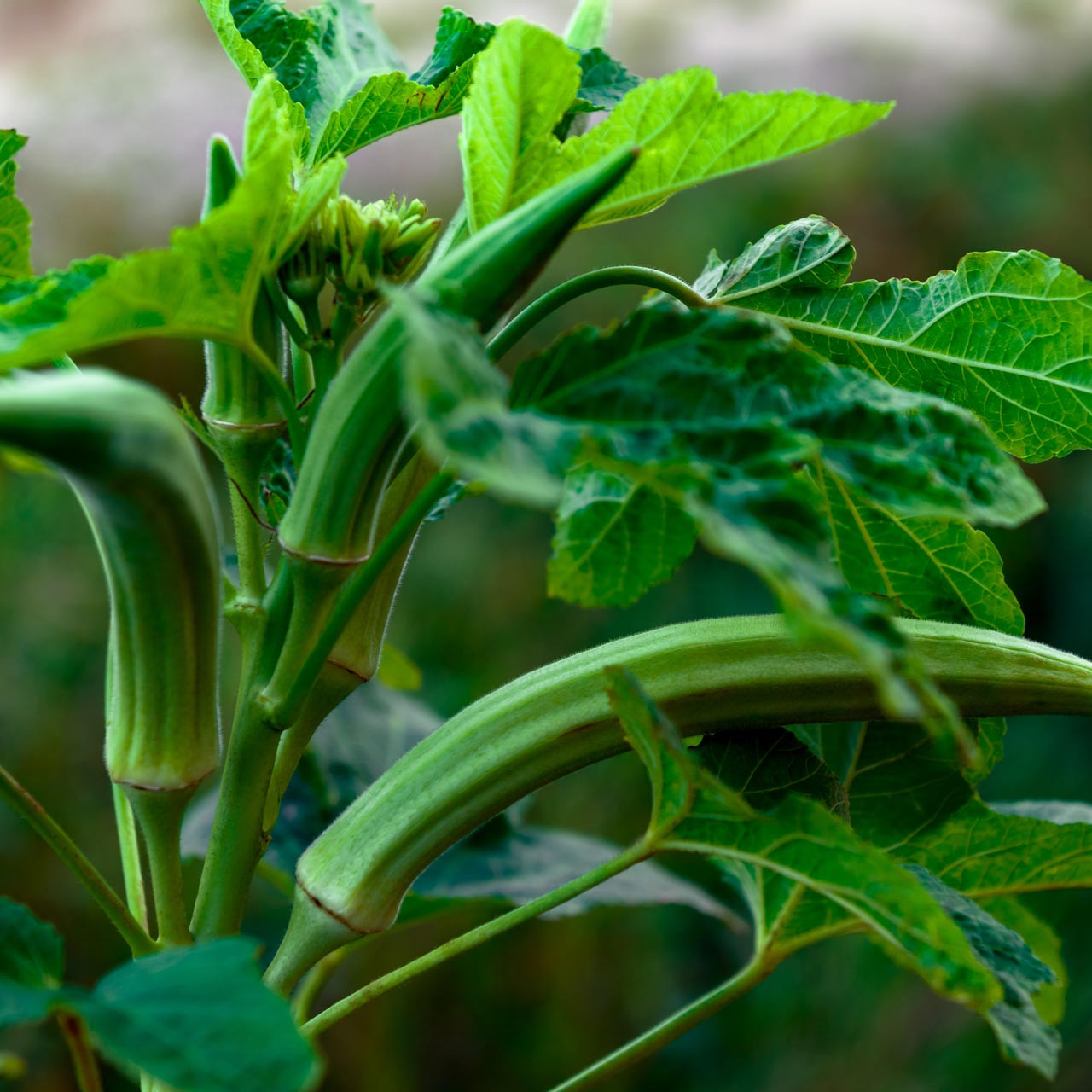 Organic Cowhorn Okra (Abelmoschus esculentus)