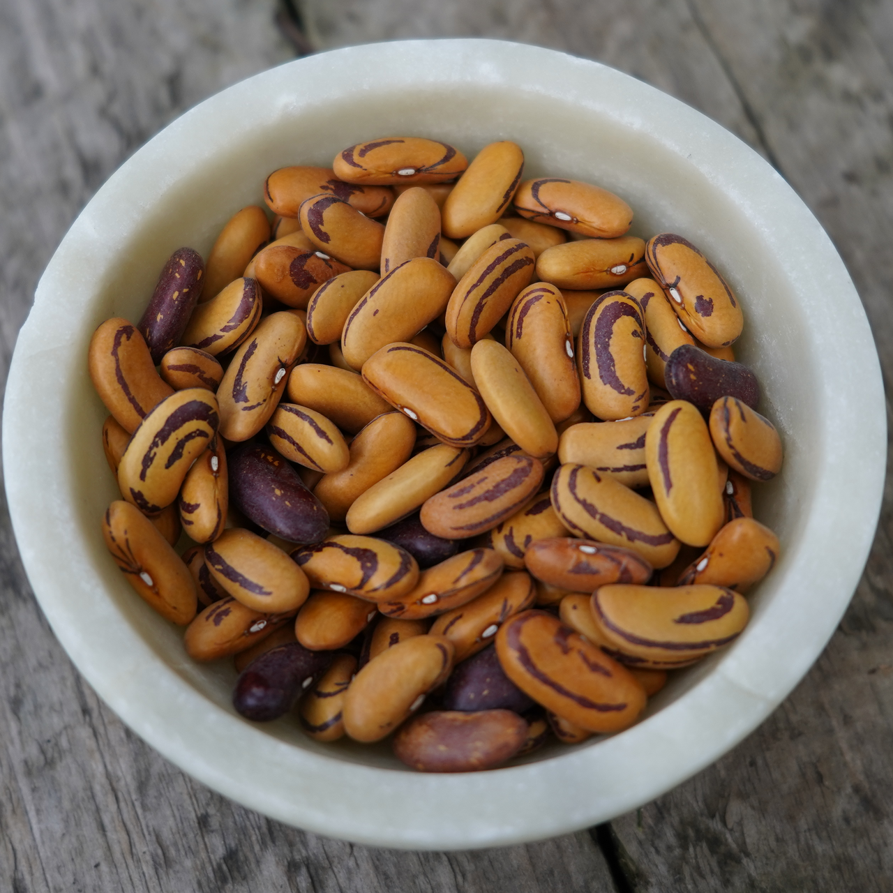 Tiger’s Eye Bush Bean (Phaseolus vulgaris)