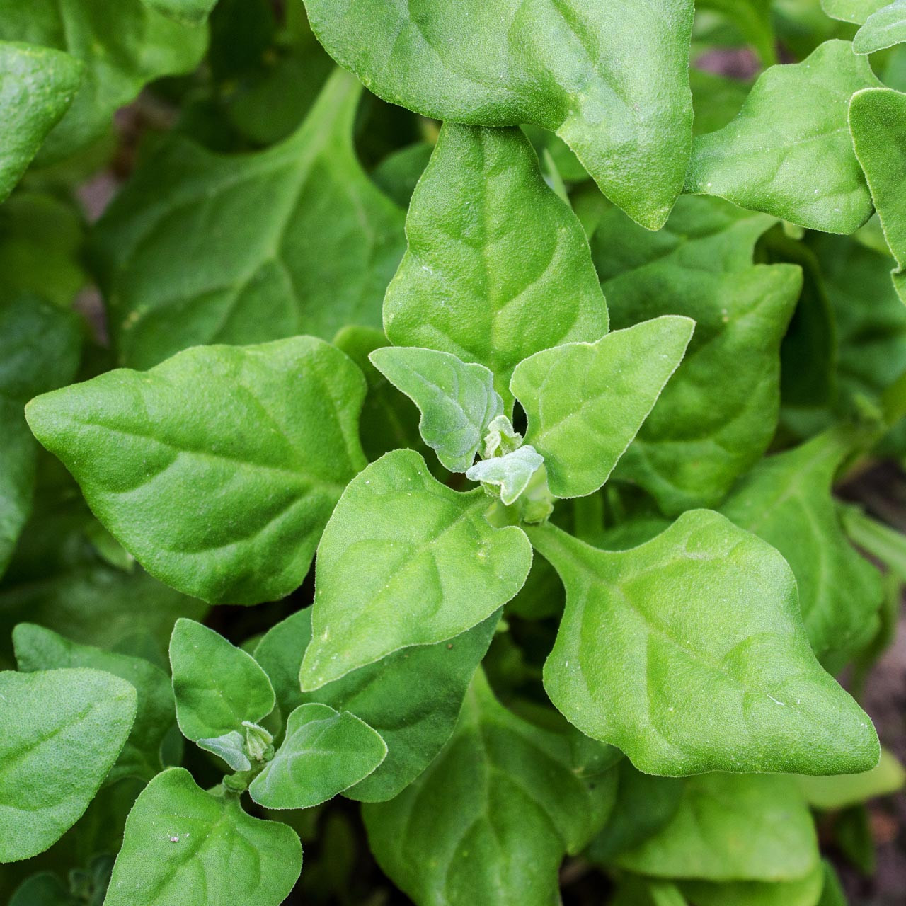 New Zealand Spinach (Tetragonia tetragonioides)