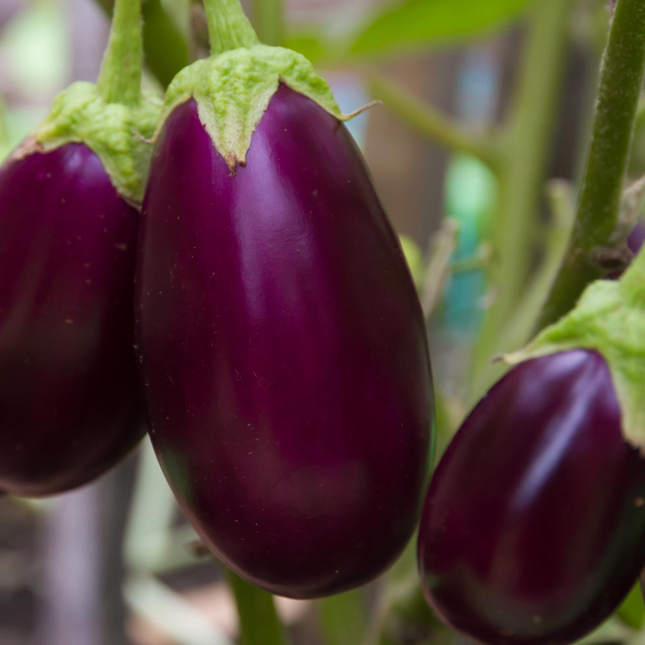 Rosita Eggplant (Solanum melongena)