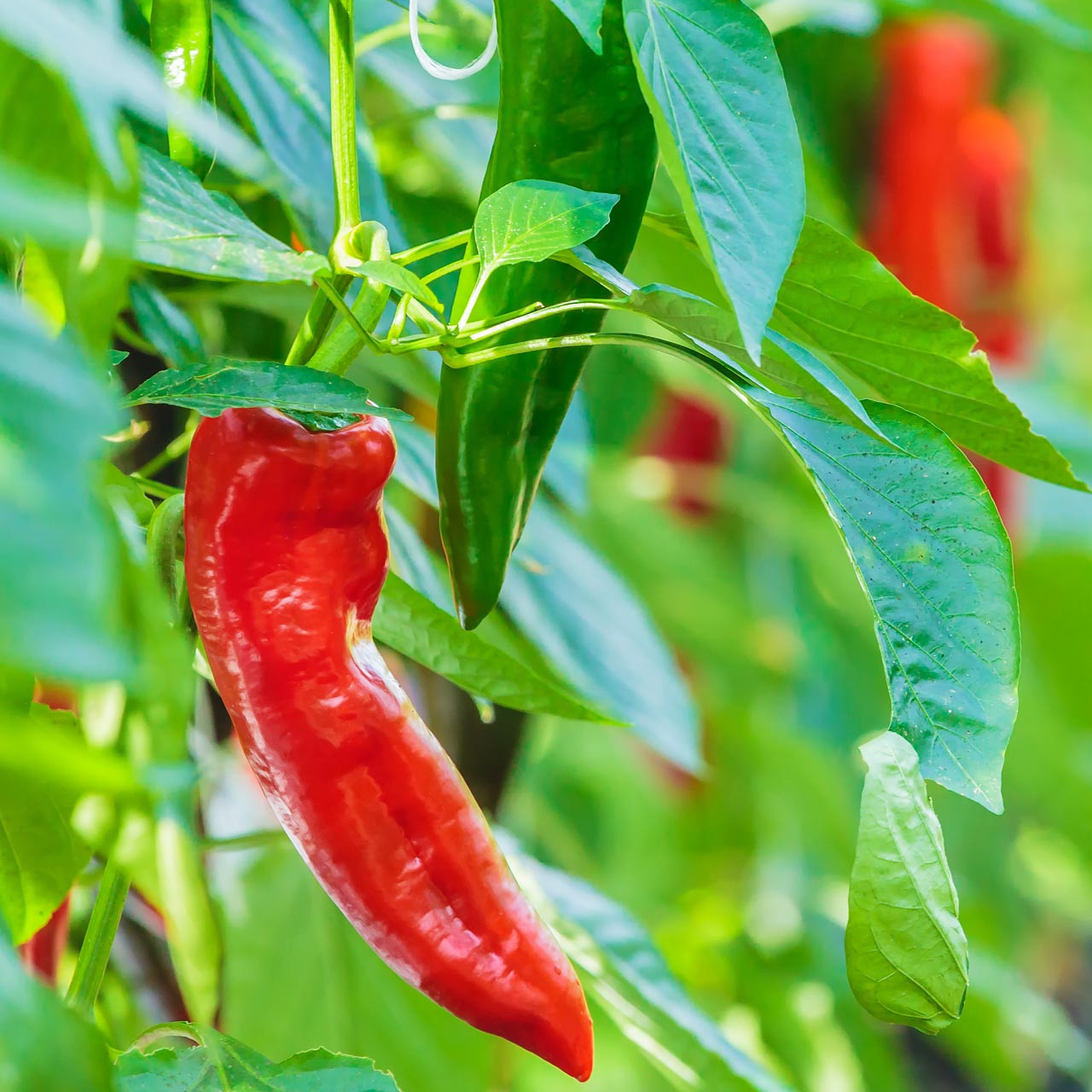 Organic Tolli’s Sweet Italian Pepper (Capsicum annuum)