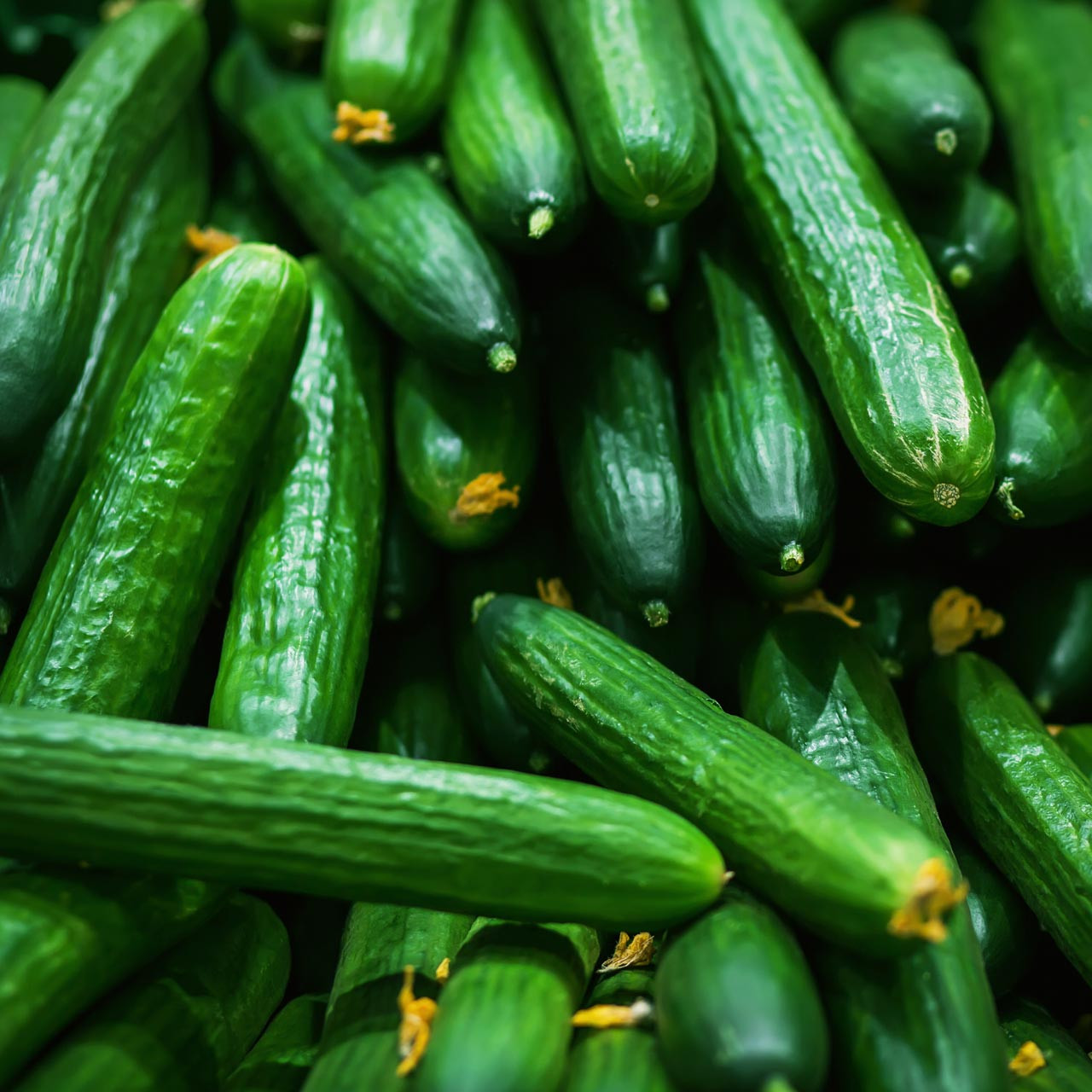 Long Green Cucumber (Cucumis sativus)